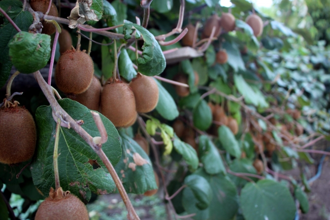 Bingöl'de ilk kez kivi yetiştirildi